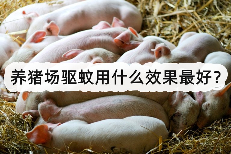 养猪场驱蚊用什么效果最好?