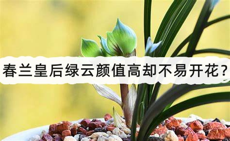 春兰皇后绿云颜值高却不易开花?