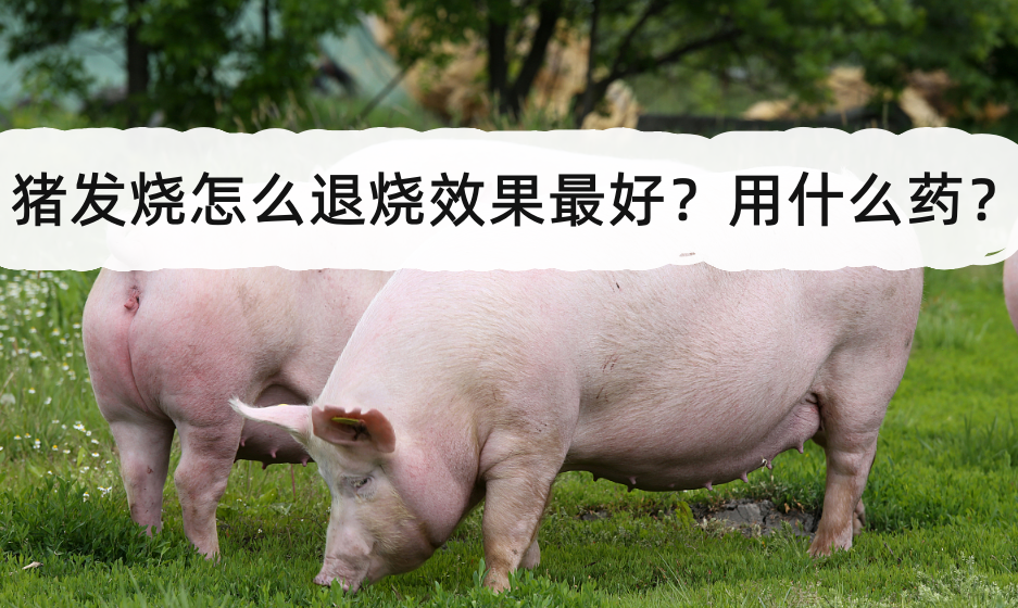 猪发烧怎么退烧效果最好?用什么药