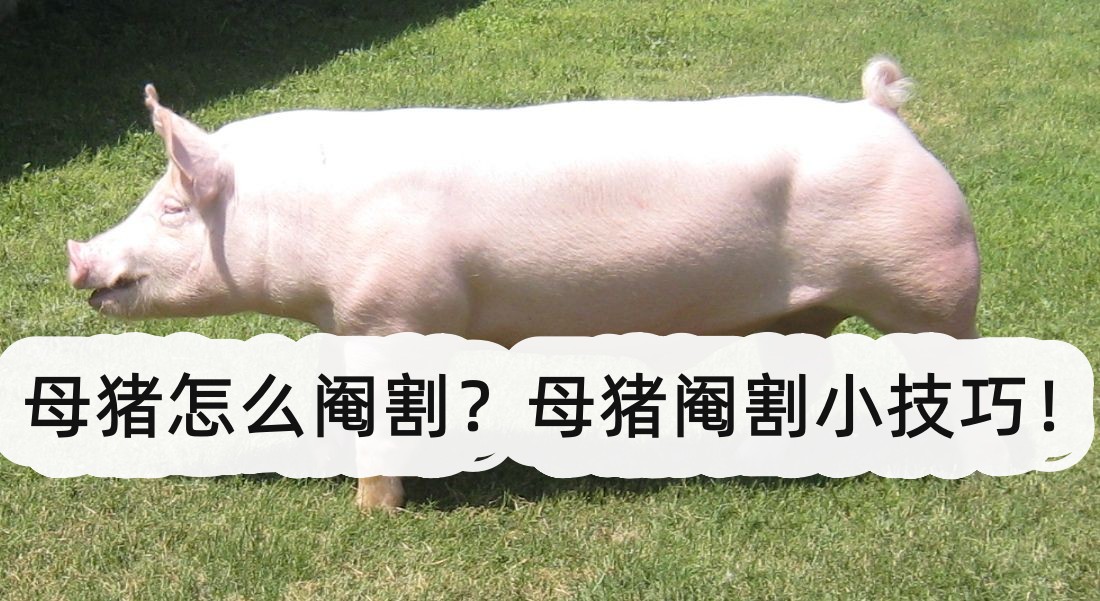 母猪怎么阉割?母猪阉割小技巧!