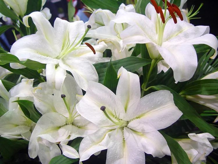 百合花的别名和意义你知道吗?