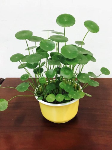 铜钱草的寓意和生长特性!