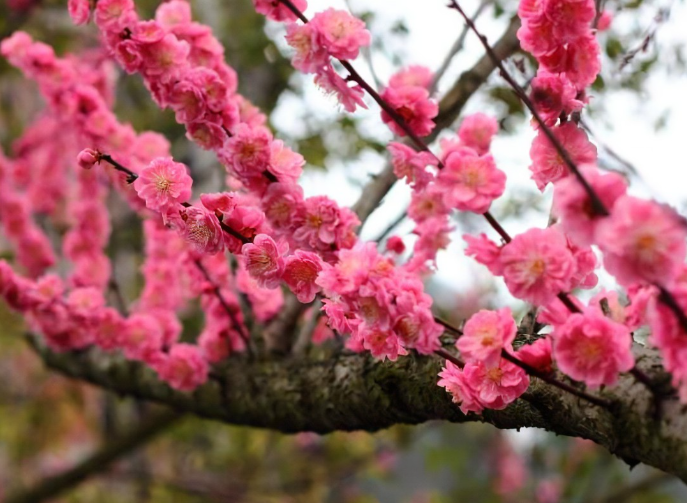 秋冬季节常见的几种反季节花