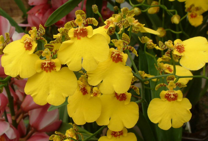 文心兰开几次花?花期多久?