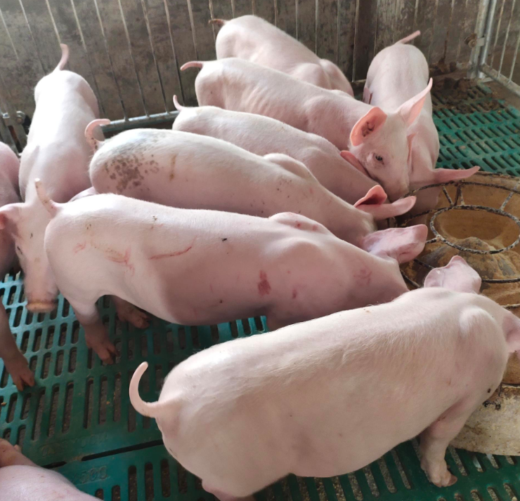 什么是禽流感?禽流感潜伏期有多久?