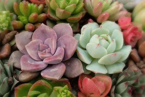 多肉植物怎么栽种