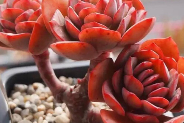 多肉植物怎么栽种
