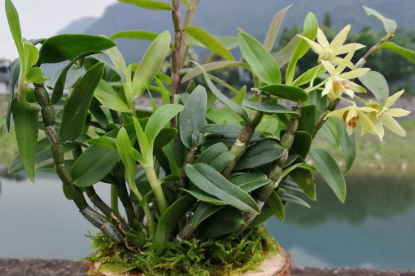 铁皮石斛种植技术