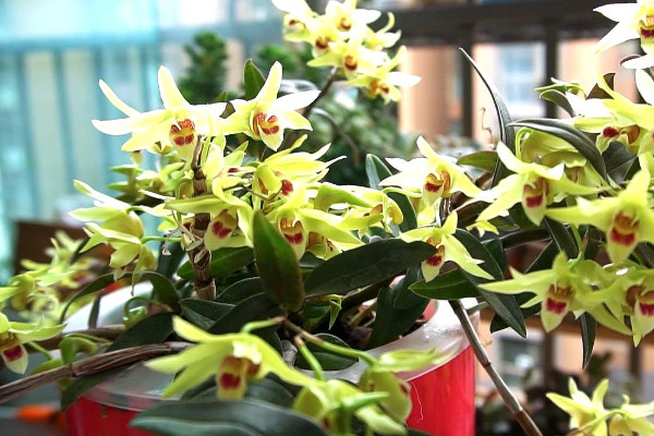 铁皮石斛种植技术