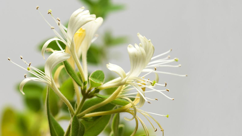 金银花的种植与管理