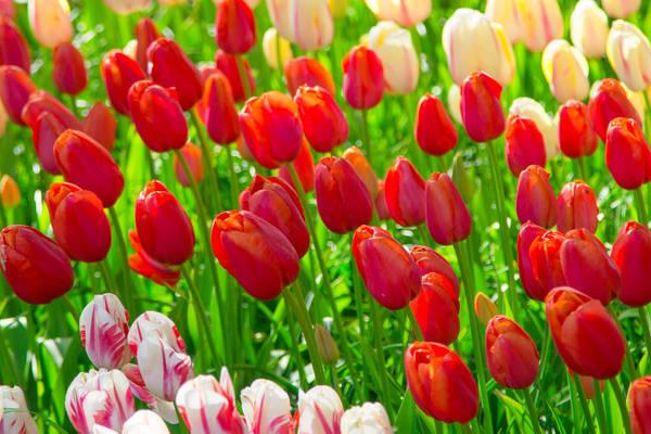 郁金香花语