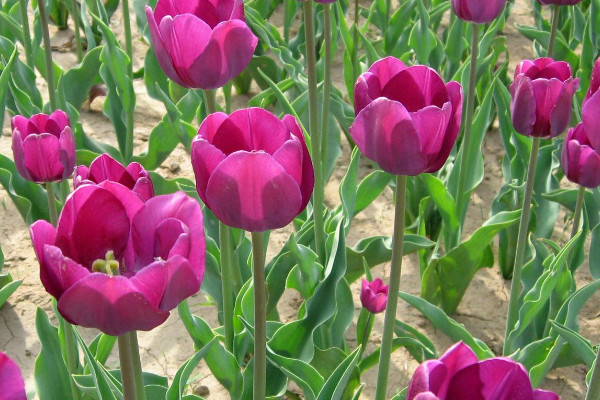 郁金香花语