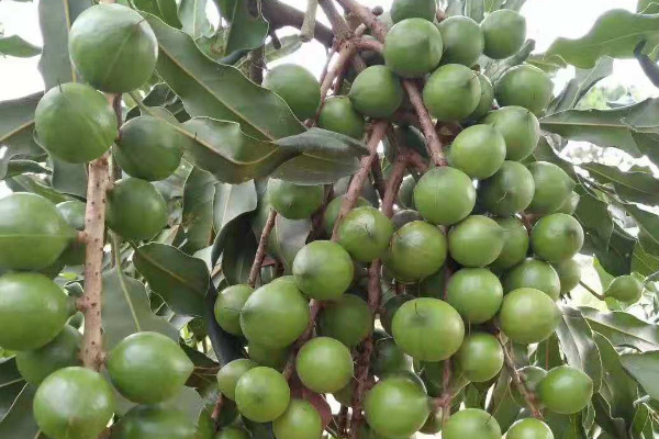 夏威夷果的种植技术