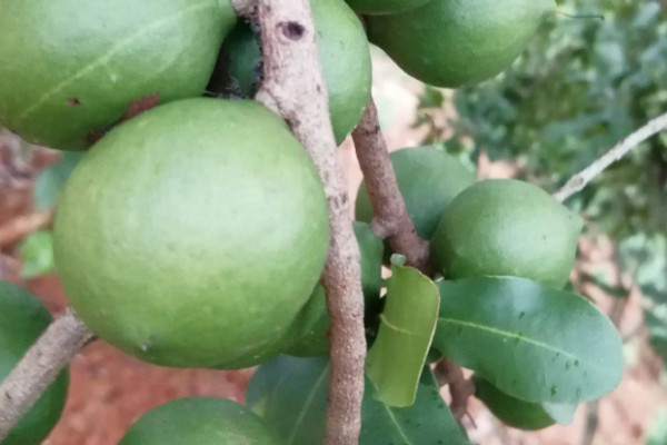 夏威夷果的种植技术