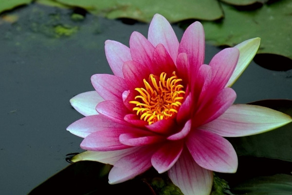 睡莲的花语和寓意,象征了什么