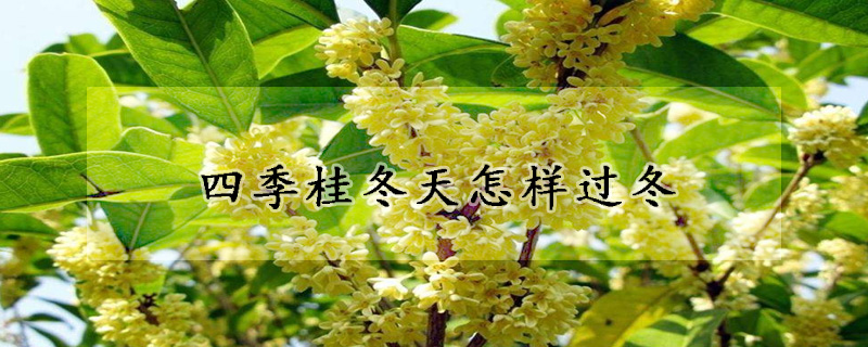 四季桂冬天怎样过冬