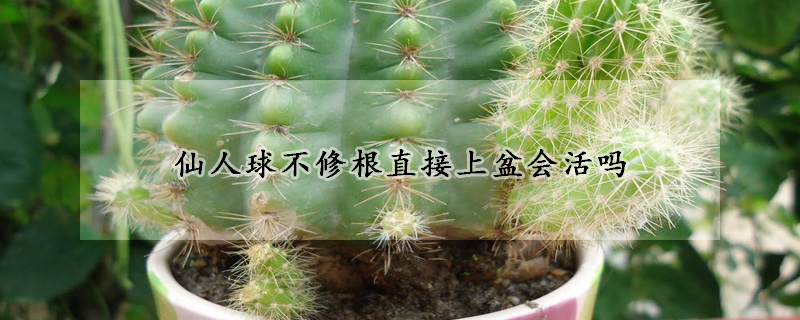 仙人球不修根直接上盆会活吗