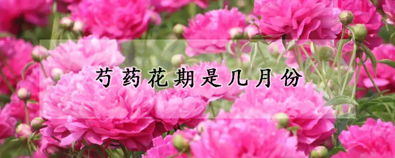 芍药花期是几月份