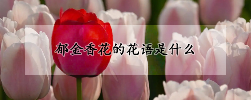 郁金香花的花语是什么