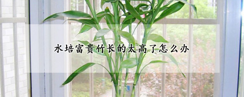 水培富贵竹长的太高了怎么办