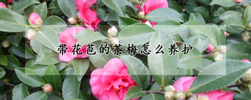 带花苞的茶梅怎么养护
