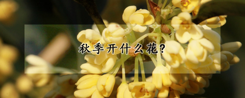 秋季开什么花?