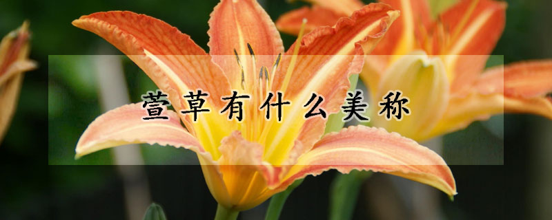 萱草有什么美称
