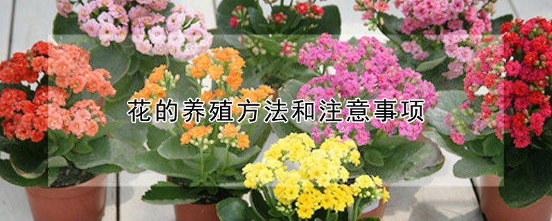 花的养殖方法和注意事项