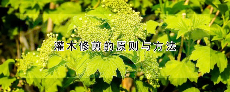 灌木修剪的原则与方法