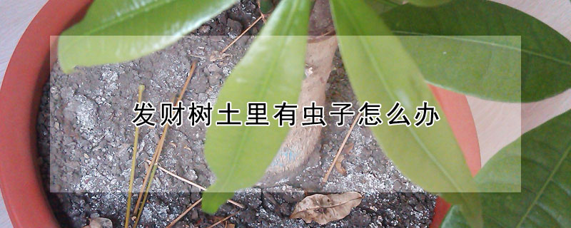 发财树土里有虫子怎么办