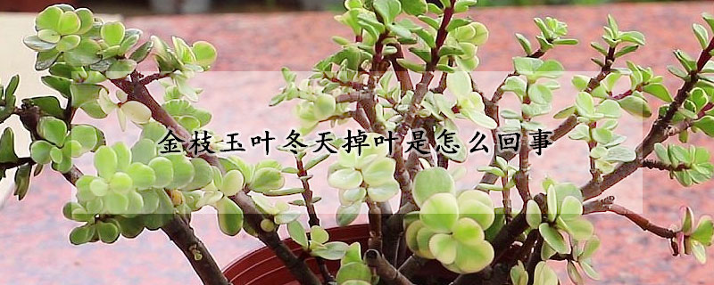 金枝玉叶冬天掉叶是怎么回事