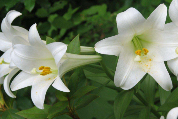 鲜切百合花苞太生怎么养开