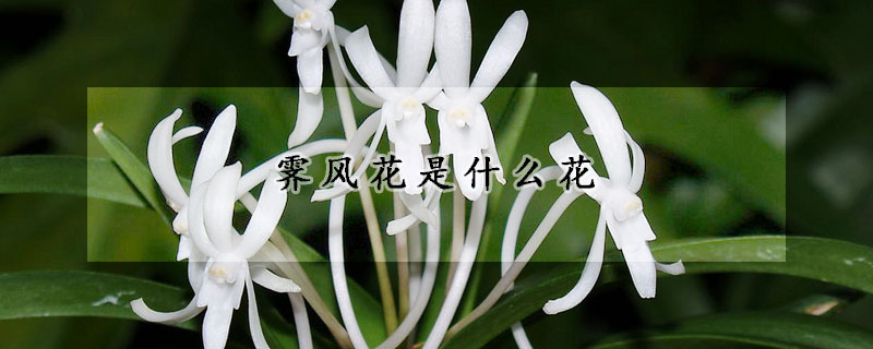 霁风花是什么花