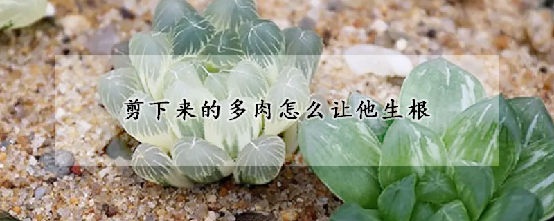 剪下来的多肉怎么让他生根
