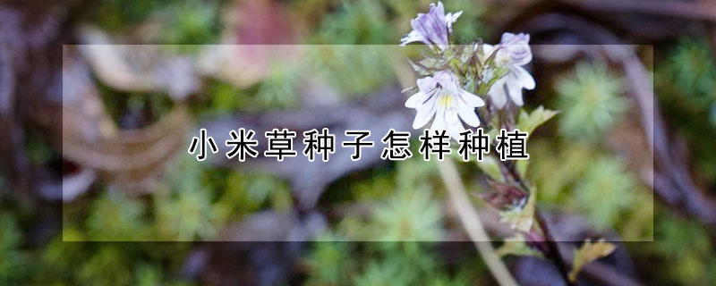小米草种子怎样种植