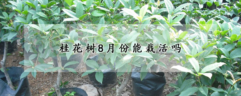 桂花树8月份能栽活吗