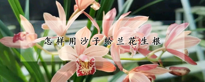 怎样用沙子给兰花生根