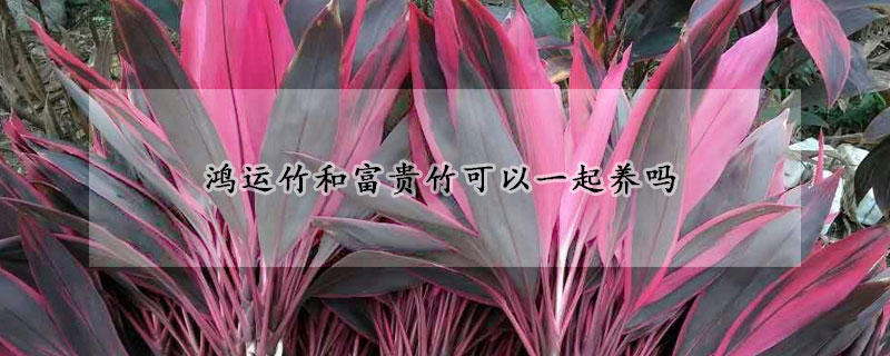 鸿运竹和富贵竹可以一起养吗