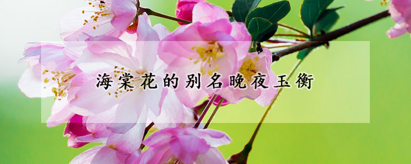 海棠花的别名晚夜玉衡