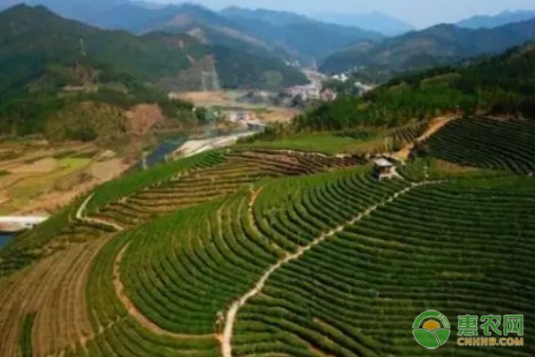 洞口电商精英 | 有胆识有创意的追茶人