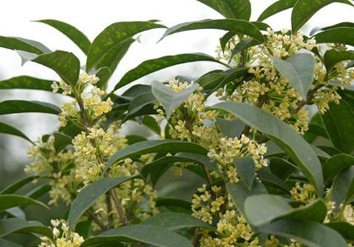 桂花