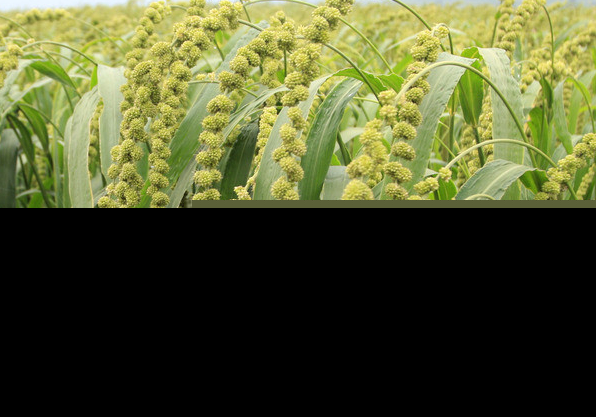 小米种植技术