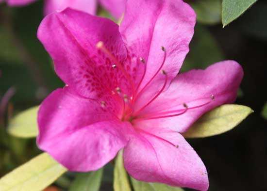 杜鹃花种植的田间管理