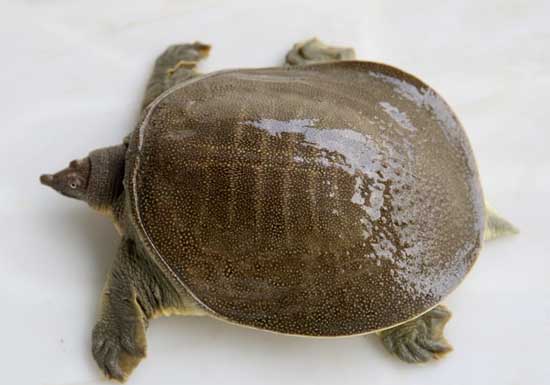甲鱼