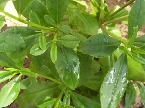 人参栽培种植病害防治