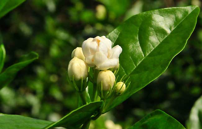 茉莉花育苗技术