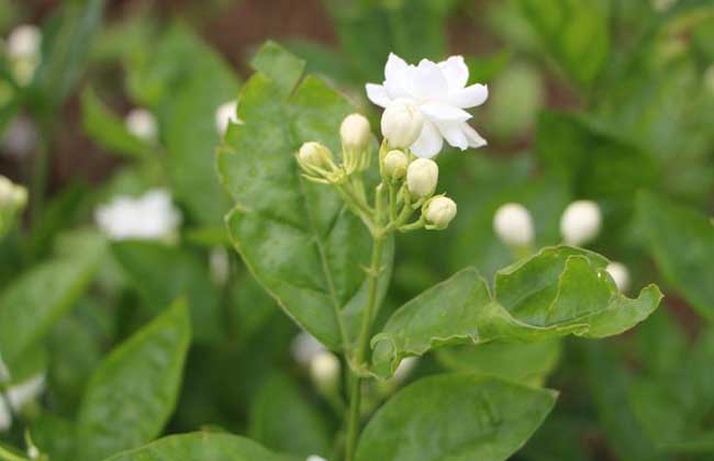 茉莉花