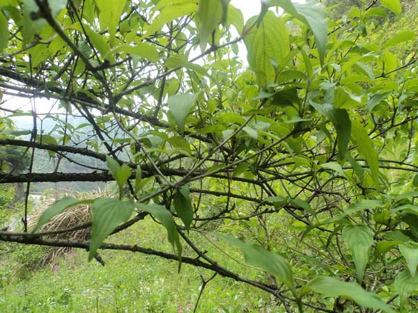 山茱萸繁殖方法