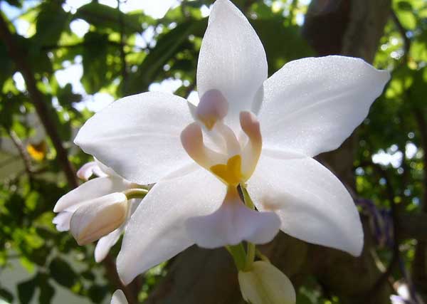 白兰花怎么养？
