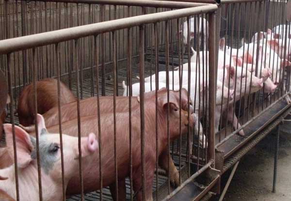 影响规模化养猪的经济效益因素分析